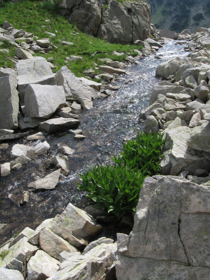 поток,Пирин | stream,Pirin