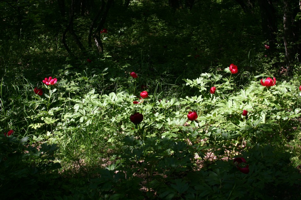 божури | peony