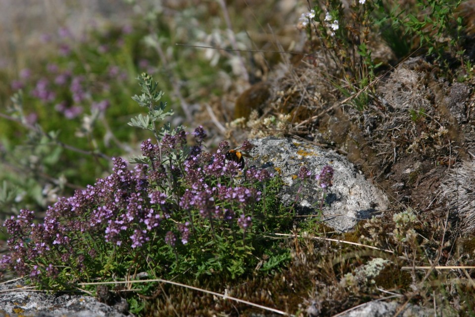 пчела и мащерка | bee and thyme