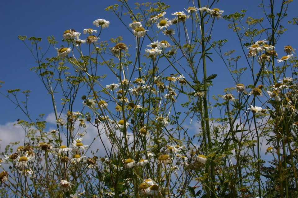 лайки | camomiles