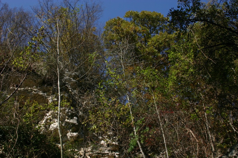 дървета на Аладжата | trees at Aladzha