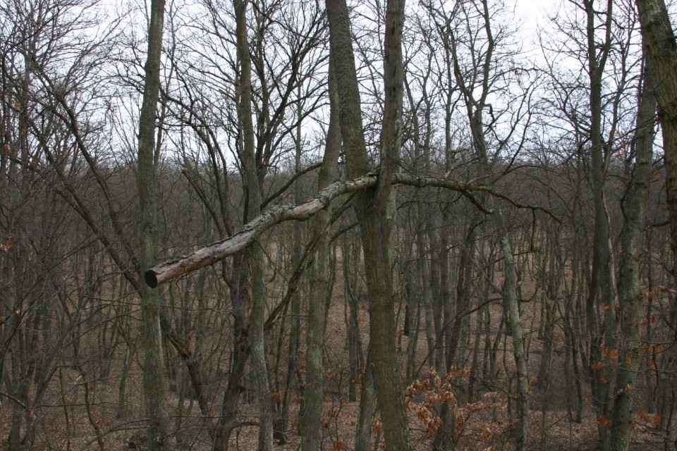 гора без листа | leafless forest