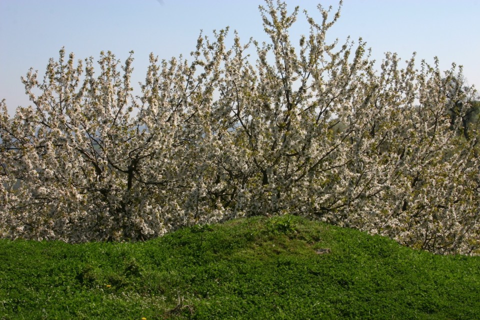 цъфнали клони | blooming branches