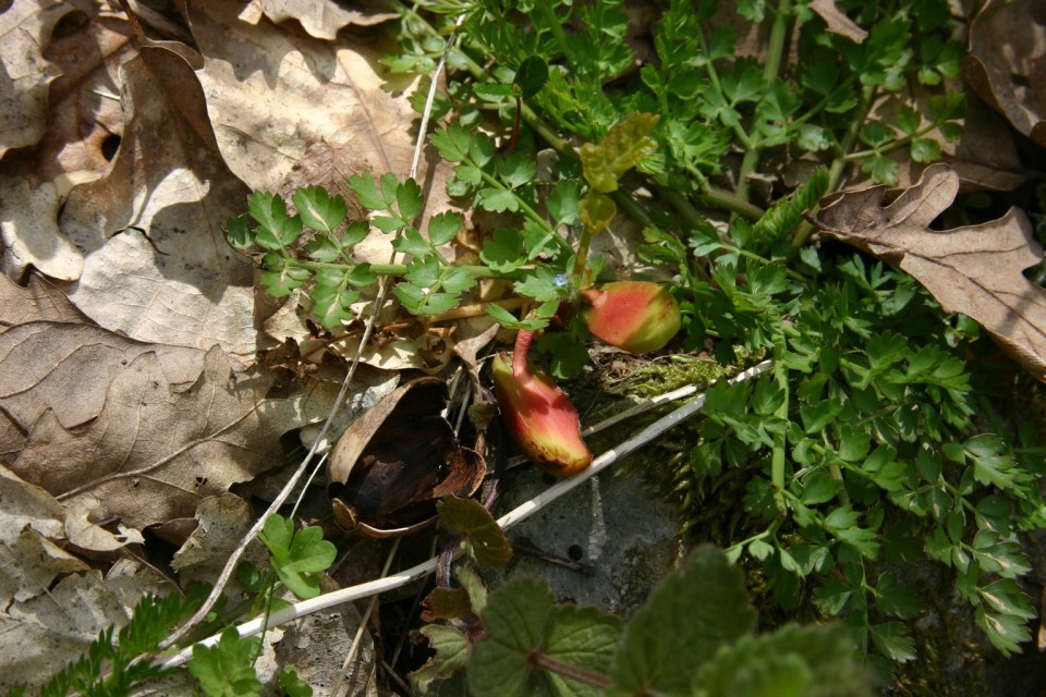 поникнал и жълъди | acorn shoots