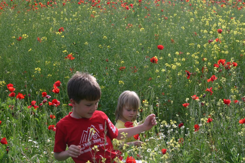 в полето сред макове 2010 | in the field amongst poppies 2010